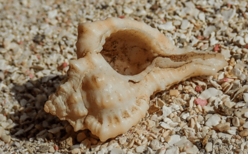 Vokesimurex messorius