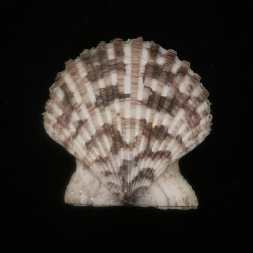Volachlamys hirasei