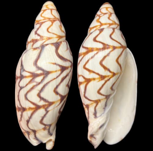 Volutoconus bednalli