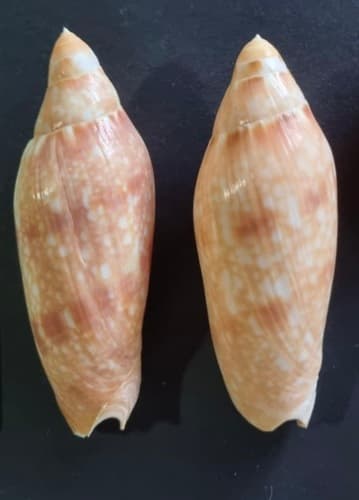 Volutoconus grossi