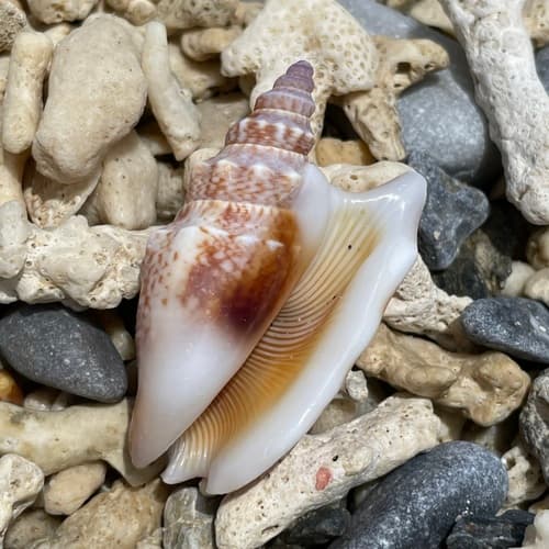 Vomer Conch