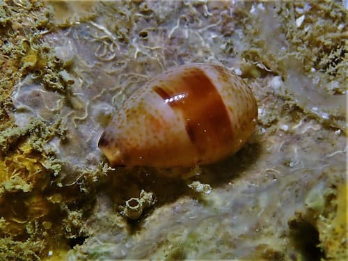 Walker's cowrie