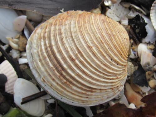 Warty Venus Clam