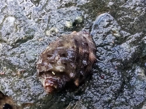 Widemouth Rocksnail