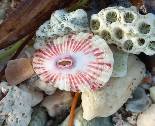 Wobbly Keyhole Limpet