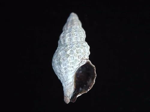 Xymenella pusilla