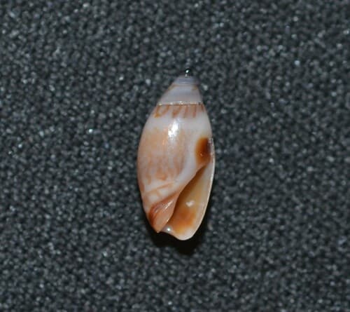 Yellowish Olive Snail