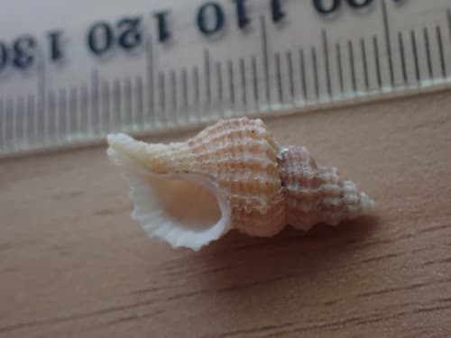 Zeatrophon mortenseni