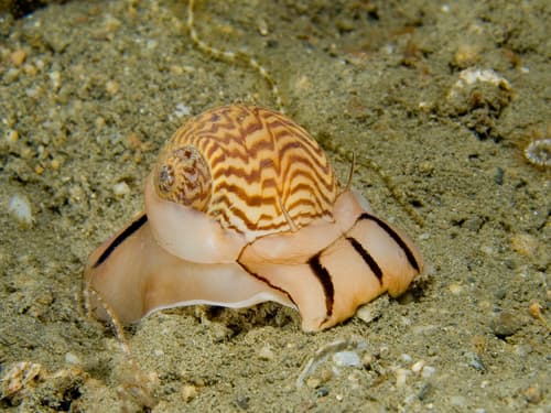 Zebra Moon Snail