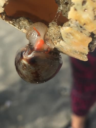 Zonaria sanguinolenta