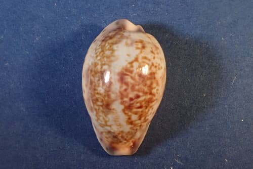 Zoned Cowrie
