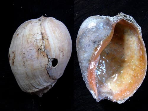 African Neptune volute