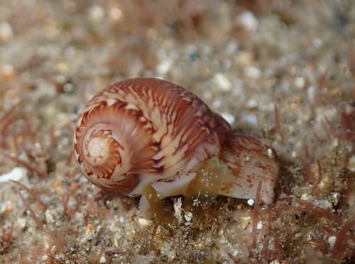 Alder's Necklace Shell