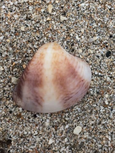 Anomalocardia flexuosa