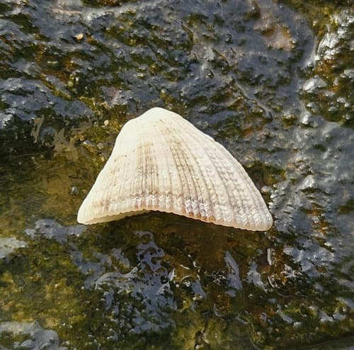 Arcuate Keyhole Limpet