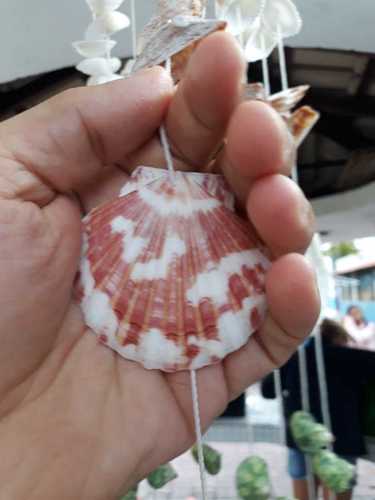 Argopecten noronhensis