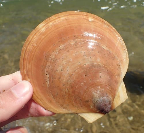 Atlantic deep-sea scallop