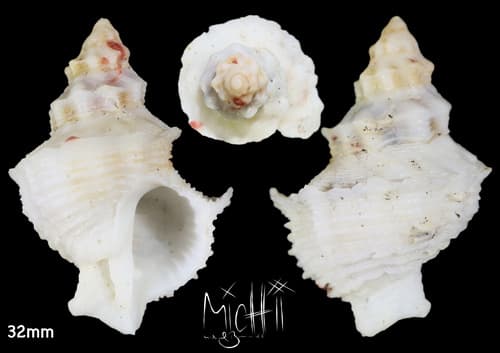 Babelomurex cariniferus