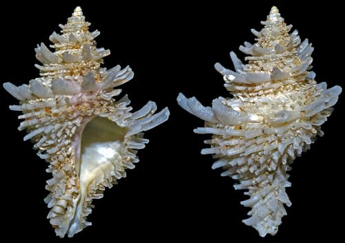 Babelomurex lischkeanus