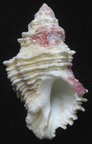 Babelomurex mansfieldi