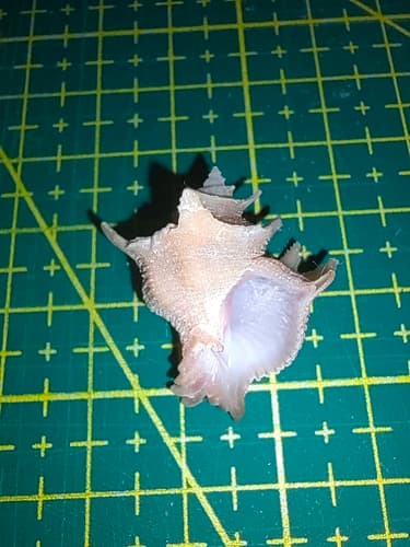 Babelomurex purpuratus