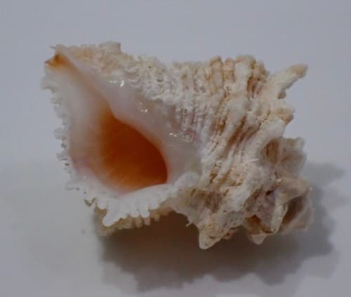 Babelomurex scalariformis