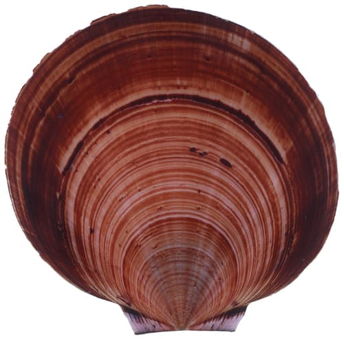 Ballot's saucer scallop