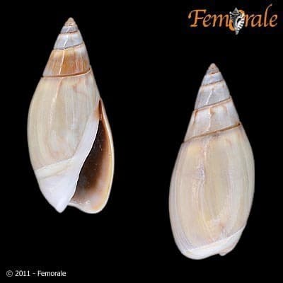 Beatic Dwarf Olive Snail