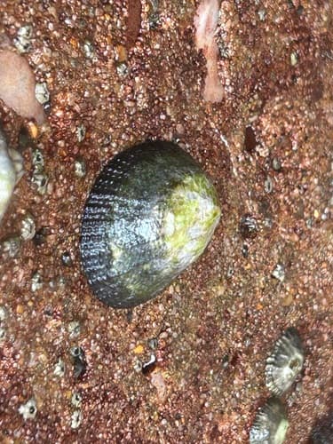 Benguela Granular Limpet