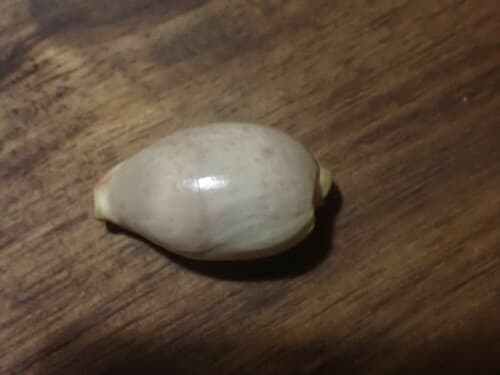 Bistolida brevidentata