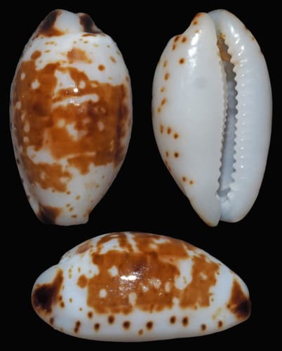 Bistolida fuscomaculata