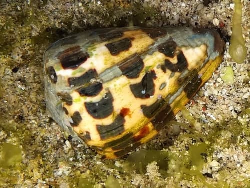 Black-and-white Cone Snail
