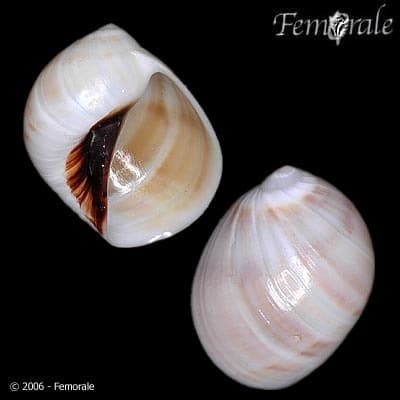 Black-mouth Moon Snail