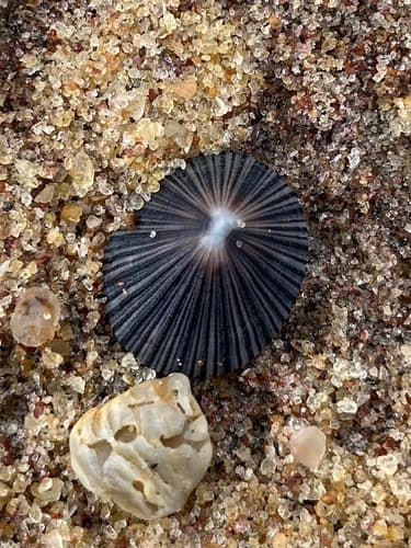Black-ribbed False Limpet
