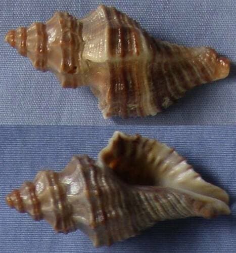 Blosville's False Latiaxis