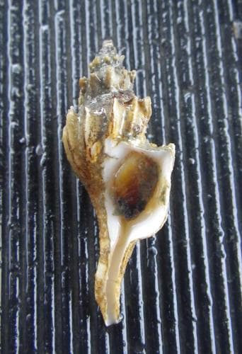 Boreotrophon alaskanus