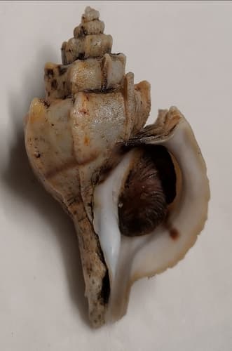 Boreotrophon candelabrum