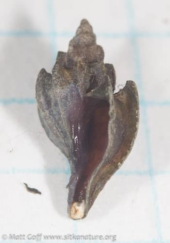 Boreotrophon multicostatus