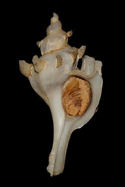 Boreotrophon pacificus