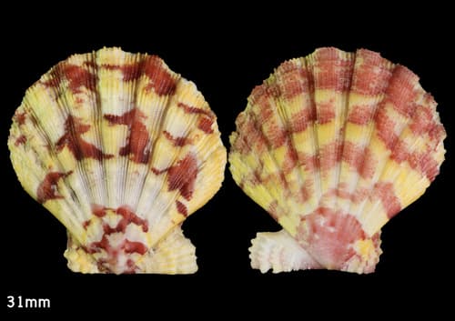 Bractechlamys corallinoides