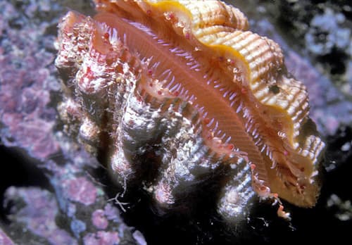 Bractechlamys nodulifera