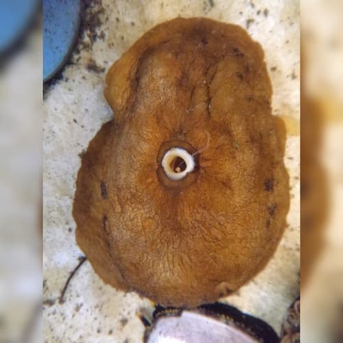 Buchanania onchidioides