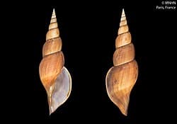 Calliotectum tibiaeforme