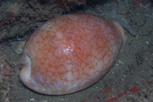 Callistocypraea broderipii