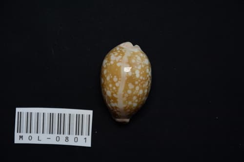 Callistocypraea nivosa