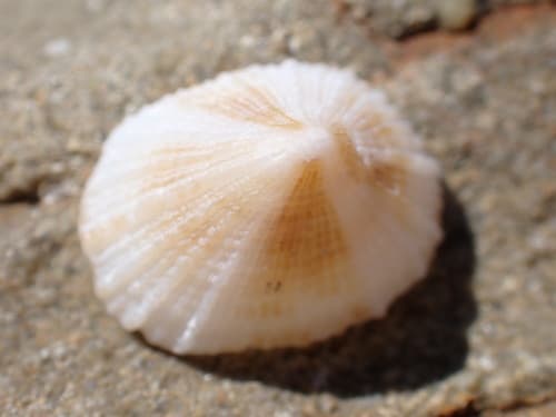 Cap-shaped False Limpet