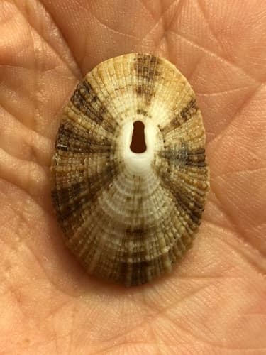 Cayenne Keyhole Limpet