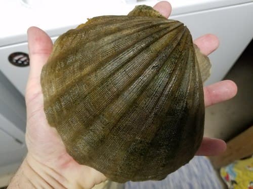 Chesapecten madisonius