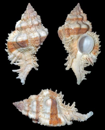 Chicomurex pseudosuperbus