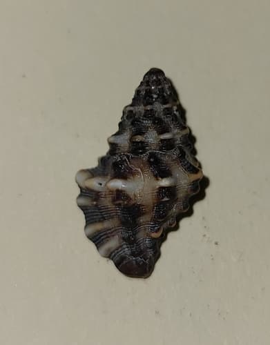 Claremontiella adiakritos